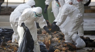 Thanh Hóa tiêu hủy hơn 24.000 con gia cầm do dịch cúm A/H5N6