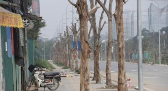 Cận cảnh về dự án cây xanh bị chết hàng loạt ở quận Nam Từ Liêm, Hà Nội