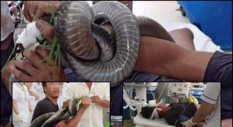 Sự thật bức ảnh người đàn ông “túm cổ” rắn hổ mang chúa vào tận bệnh viện