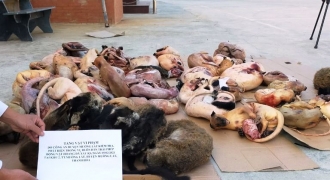 Bắt giữ số lượng lớn động vật hoang dã tại một nhà dân ở Thanh Hóa