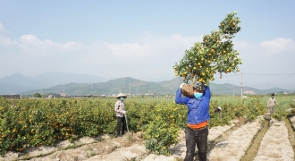 Quảng Ninh hỗ trợ nông dân tiêu thụ nông sản