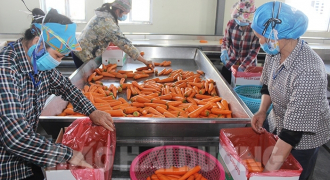 Hải Dương: 70.000 tấn cà rốt chưa thu hoạch và trữ trong kho lạnh