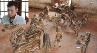 Lừa bán lợn rừng qua mạng chiếm đoạt hàng chục triệu đồng