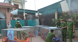 Khởi tố vụ án nuôi trái phép 17 con hổ tại Nghệ An