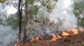 3 đối tượng đốt ong gây ra vụ cháy rừng liên huyện tại Nghệ An