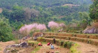 Hoa đào, hoa mận khoe sắc trên biên giới Bình Liêu – Quảng Ninh