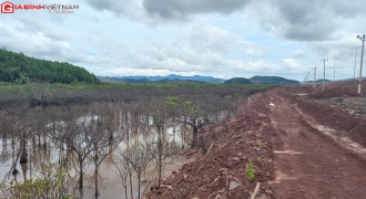 Quảng Ninh: Xót xa trước hàng chục ha rừng ngập mặn ‘chết trắng’