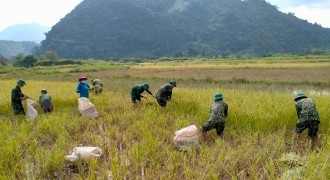 Bộ đội Biên Phòng Quảng Trị giúp dân gặt lúa tránh bão