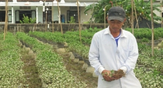 Nông dân Thừa Thiên Huế nguy cơ mất trắng vụ hoa Tết