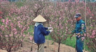 Người làng Nhật Tân tiết lộ cách trồng đào độc đáo, giúp ra hoa chơi Tết