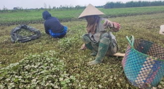 Xuyên đêm thu hoạch rau má chạy lũ tại Thừa Thiên Huế