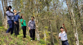 Vì sao 40 ha cây hồi tại huyện Bình Liêu - Quảng Ninh bị rụng hoa quả?