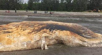 Xác cá voi dài 6m trôi dạt vào bờ biển Nghệ An