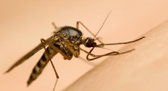 Loại muỗi nào truyền bệnh sốt xuất huyết?