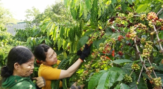 NESCAFÉ Plan gắn kết với nông dân vì chất lượng cà phê Việt