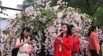 Hà Nội: Họp báo giới thiệu Lễ hội hoa anh đào Nhật Bản- Hà Nội 2019