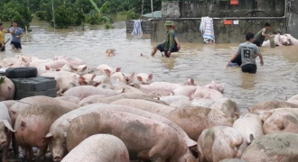 Thanh Hóa: Hàng chục người dân chạy sơ tán hơn 1.000 con lợn trong lũ