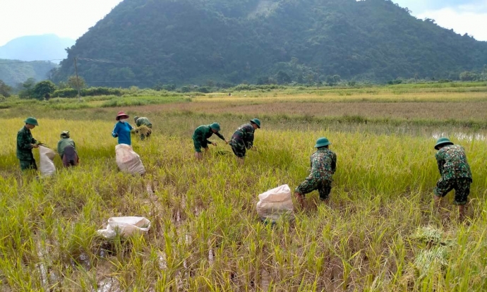 Bộ đội Biên Phòng Quảng Trị giúp dân gặt lúa tránh bão