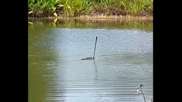 Cá sấu 'vô địch' sân golf Florida, ngậm gậy đi dạo như nhận cúp
