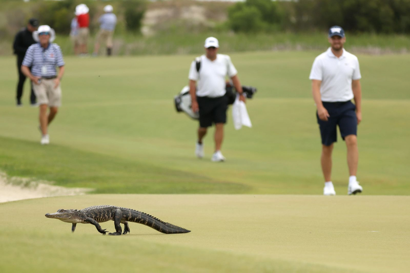 Những động vật thường xuyên bắt gặp trên sân golf