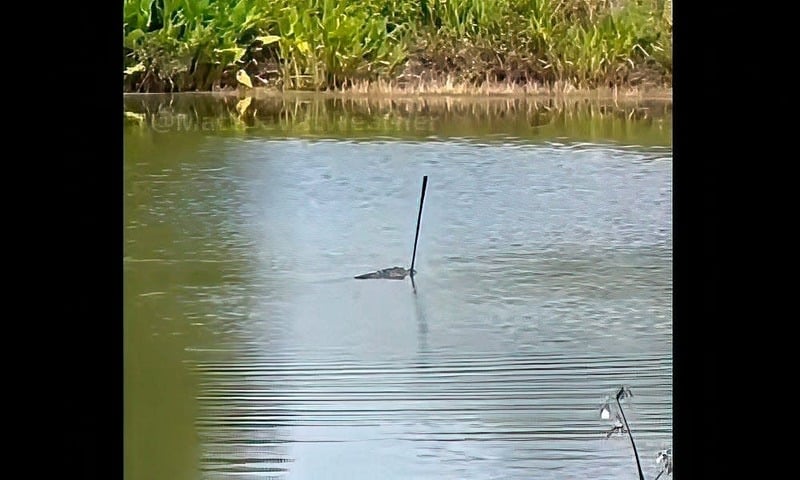 Cá sấu 'vô địch' sân golf Florida, ngậm gậy đi dạo như nhận cúp