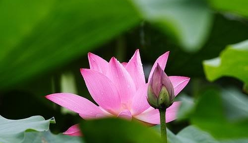 Tư tưởng hoa sen trong bộ Chơn Lý