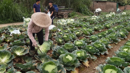 Hà Nội: phát triển ngành nghề nông thôn thành phố năm 2021
