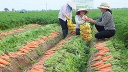 Hải Dương tháo gỡ khó khăn, hỗ trợ vận chuyển nông sản an toàn