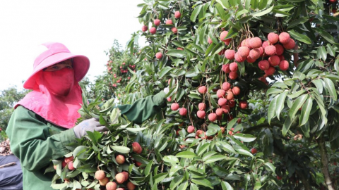 Ủy ban Dân tộc thành lập Tổ công tác đặc biệt gỡ khó cho doanh nghiệp và đồng bào DTTS, miền núi