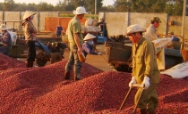 Việt Nam xuất khẩu lô cà phê đầu tiên sang châu Âu theo Hiệp định EVFTA