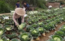 Hà Nội: phát triển ngành nghề nông thôn thành phố năm 2021