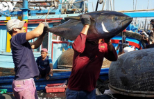 Xuất khẩu cá ngừ tăng mạnh sang thị trường Châu Âu