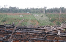 Đắk Nông: Thu hồi nhiều dự án nông lâm nghiệp không hiệu quả