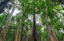 Tìm những giải pháp mang tính đột phá nâng cao chất lượng rừng