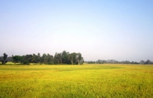 Thủ tướng duyệt cho An Giang chuyển hơn 70ha đất trồng lúa thành đất phi nông nghiệp