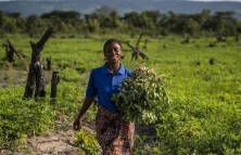 FAO hối thúc G20 đầu tư cho một hành tinh xanh tạo thực phẩm lành mạnh