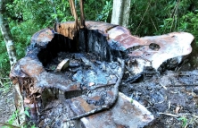 Bắt 1 nhân viên bảo vệ rừng vì để mất gần 85m3 gỗ