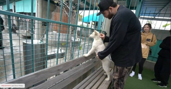 After MrBeast, a YouTuber spends a lot of money helping dogs find a home