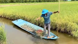 Hiệu quả từ mô hình nuôi tôm - lúa tại Cà Mau