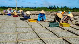 Cá cơm “bặc trắng”: Món quà tí hon từ biển lớn lọt Top 100 sản vật độc đáo