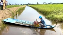 Cà Mau: Triển khai Đề án bền vững một triệu héc-ta chuyên canh lúa chất lượng cao
