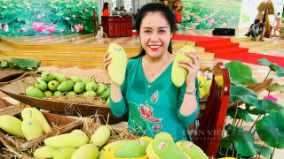 Đồng Tháp dự kiến tổ chức Lễ hội xoài vào năm 2022