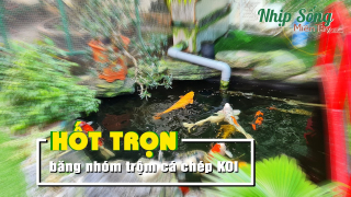 Công an Cái Răng bắt nhóm trộm cá chép KOI