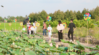 “Cánh đồng chong chóng” đang gây sốt tại Cần Thơ