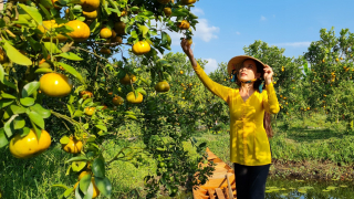 Vương quốc quýt hồng Đồng Tháp đón Tết