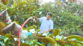 Video: Độc lạ vườn vú sữa tím tứ quý cho trái quanh năm tại Sóc Trăng