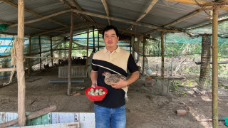 Video: Người đầu bếp Bến Tre và niềm đam mê với chim trĩ
