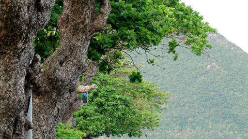 Đến Côn Đảo mùa này