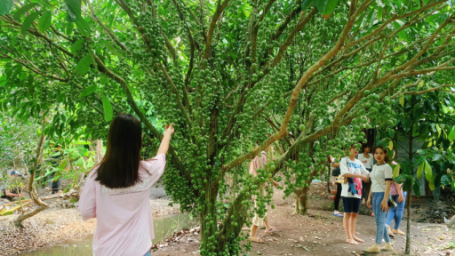 ‘Trốn nắng’ ở vườn dâu da đất xanh mướt tại miền Tây