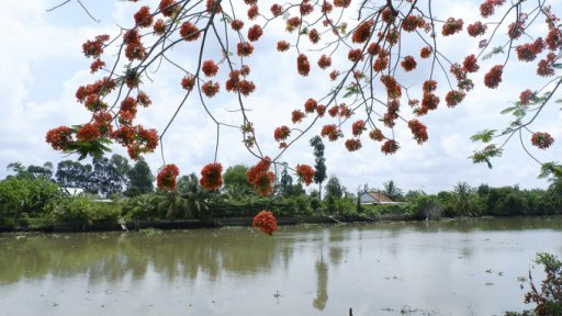 Ngẩn ngơ ngắm phượng đỏ rực xứ sen Đồng Tháp